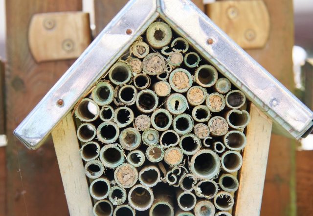 Bees Are The Most Important Chain In Our Ecosystem: Here's How To Build 