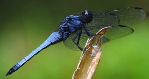 Dragonflies For Mosquito Control