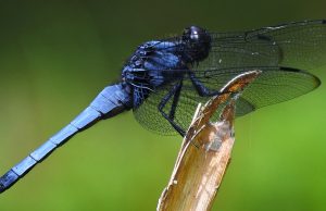 Dragonflies For Mosquito Control