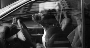 dog in a hot car