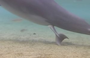 dolphin birth hawaii