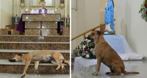 stray dog priest