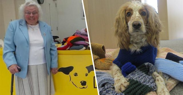 89-Year Old Woman Knitted Over 400 Cozy Blankets For Shelter Puppies