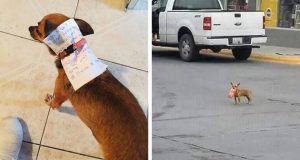 a guys sends his dog to get cheetos