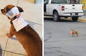 a guys sends his dog to get cheetos