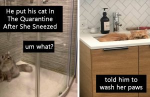 The Best Photos Of Quarantined Cats Stuck At Home With Their Owners