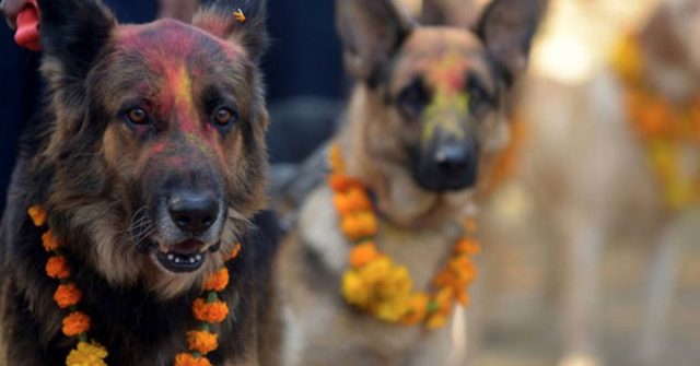 In Nepal, There’s A Festival That Celebrates The Sacred Bond Between Dogs & Humans