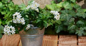 A Jasmine Plant In Your House Will Help You Reduce Your Stress And Anxiety Levels