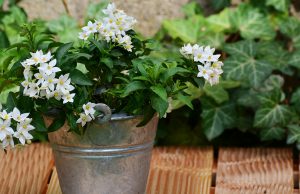 A Jasmine Plant In Your House Will Help You Reduce Your Stress And Anxiety Levels