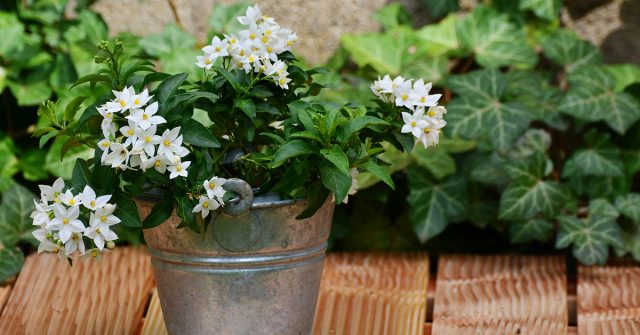 A Jasmine Plant In Your House Will Help You Reduce Your Stress And Anxiety Levels
