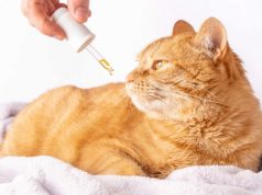 Cats and CBD oil