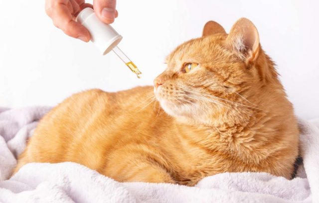 Cats and CBD oil