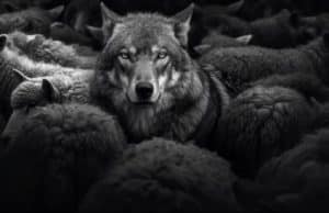 wolf characteristics personality
