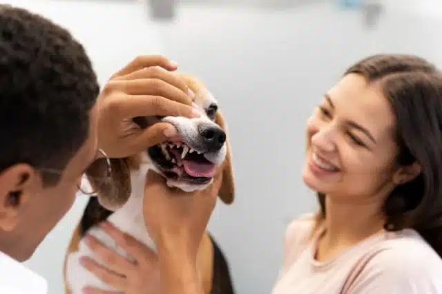 Choosing The Best Local Pet Care Providers: A How-To